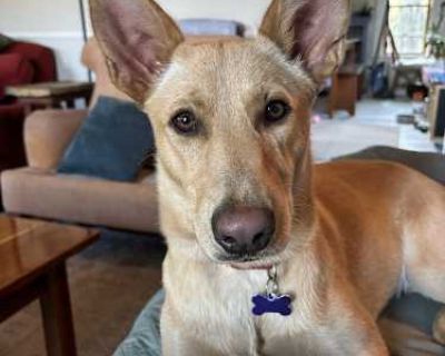 Dixie - German Shepherd Dog/Australian Cattle Dog Mix Male Puppy for Adoption
