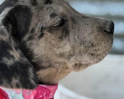 MEET BITSY! Breed: Great Dane / Black Lab Mix Rescued from: South Texas Age: 10 weeks Weight: I m a growing girl getting bigger every day! Vetting: I m up to date on all my shots! MY STORY: I was rescued from a cruelty situation in South Texas. Even though I had a rough start, I m full of love and ready to find my forever family! ABOUT ME: Friendly: I love everyone and everything! Playful: My f...