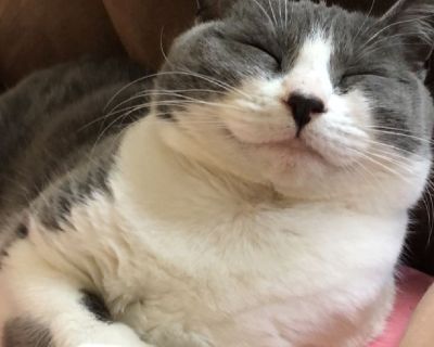 Free cat and all of her supplies