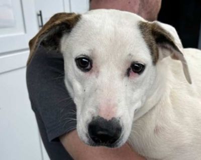 Ampere - Mixed Breed (Medium) Female Dog for Adoption