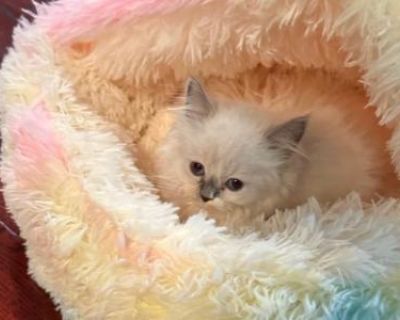 Show quality. Champion bloodlines. Not registered. Kittens will have veterinary exam and vaccines/deworming done before going home. Always Raised underfoot and lovingly socialized. We have a gorgeous set of Ragdoll s which are expected to be super fluffy, sapphire blue eyes, ready to go. Please send over text to 973-888-3252 for quickest response and more information. Thank you!