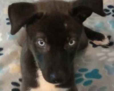 MILO BLUE - Husky/Catahoula Leopard Dog Mix Male Puppy for Adoption