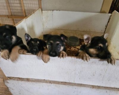 german shepard puppied