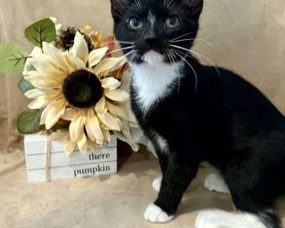 Sam I Am - American Shorthair Male Cat for Adoption