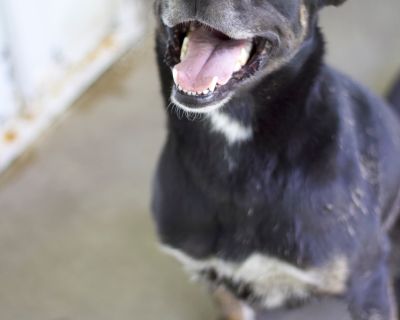 Luke - Terrier Mix Male Dog for Adoption