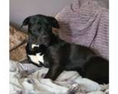 Adopt Zeus-Still available 9/20/22 a Great Dane, Labrador Retriever