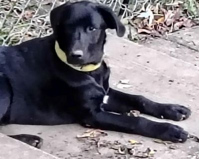 Meet Rocco - the puppy that s all love and wiggles! Rocco is just 6 months old, born May 30th . He was an owner surrender. His owner didn t realize her dog was in heat and ended up with 11 puppies! She found homes some of them, but STAF took Rocco and his brother Nannok.! He is a Labrador /German Shepherd mix who s already growing fast and will likely be a big, handsome boy when he s grown. Thi...