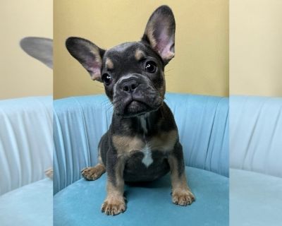 Litter of 3 - French Bulldog Female Puppy for Sale