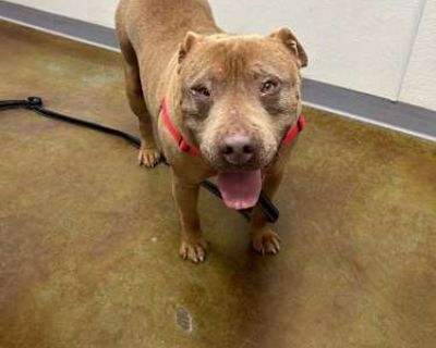Plum - Australian Cattle Dog/Shepherd (Unknown Type) Mix Female Dog for Adoption