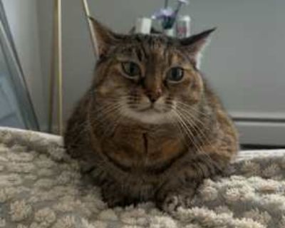 Mittens - Domestic Shorthair Female Cat for Adoption