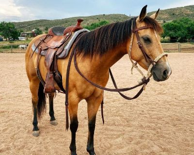 Dixie buckskin mare. Kids safe