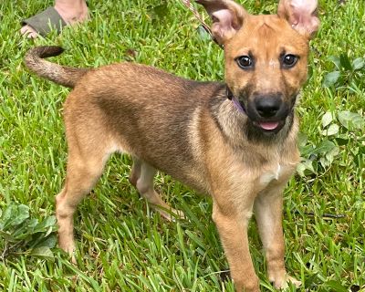 Taylor - Belgian Shepherd / Malinois & German Shepherd Dog Mix Female Puppy for Adoption