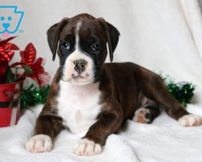 DOB:10-01-2025 (6 weeks old). Available:11-26-2025. This sweet, social Boxer who loves nothing more than being part of the family fun is Swift. He has a playful energy that makes him a natural companion for kids. Swift is AKC registered, vet checked, vaccinated, wormed, plus the breeder provides a 1 year genetic health guarantee. His parents are Destiny & Jack. With his charming personality and...