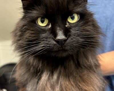 Vicky - Domestic Long Hair Mix Female Cat for Adoption