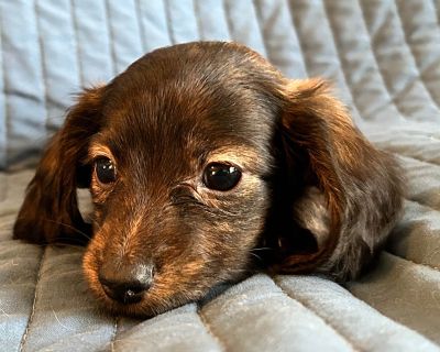 2 Male and 1 Female Dachshund Puppies for Sale