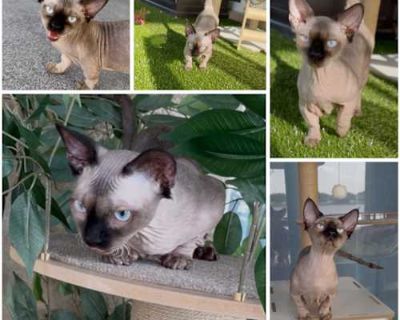 Gremlin - Sphynx Male Cat for Adoption
