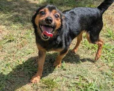 Dylan - Chihuahua Male Dog for Adoption