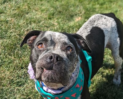 Zeni - American Bulldog Female Dog for Adoption