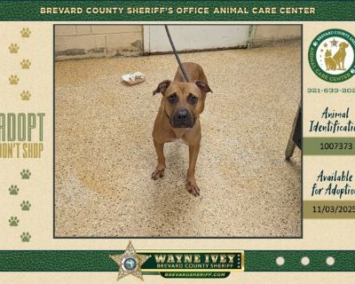 Primary Color: Brown Secondary Color: Black Weight: 38.8lbs Age: 5yrs 0mths 2wks Animal has been Spayed. Health Vaccinations up to date, spayed / neutered.. Adult Female Large