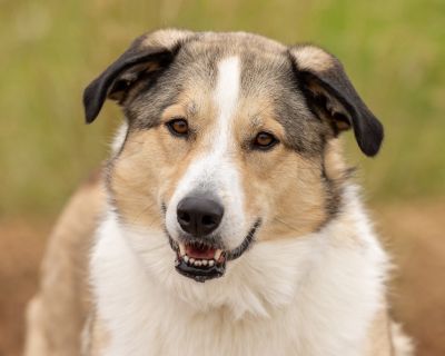 Mia is a sweet and gentle soul looking for her forever home. She may be a little shy when you first meet her, but once she warms up, her affectionate and playful personality truly shines! Mia loves nothing more than spending time with her favorite people, cuddling up for snuggles, and joining in on fun adventures. She has been successful in playgroup with other dogs. Mia also enjoys long walks ...