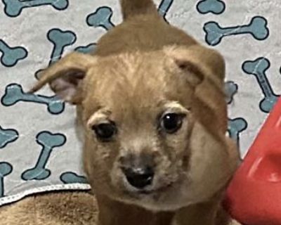 Wesley in Tulsa - Jack Russell Terrier Male Puppy for Adoption