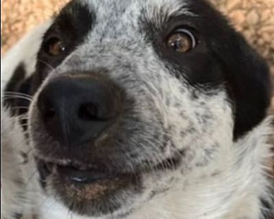 Panda - Border Collie Male Puppy for Adoption