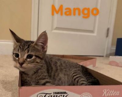 Mango - Domestic Shorthair Male Cat for Adoption