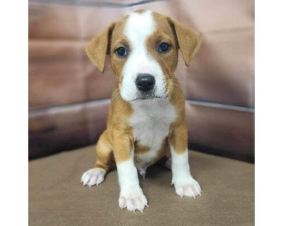 Ozzie- Available 9\/14 - Beagle/Mixed Breed (Medium) Mix Male Puppy for Adoption