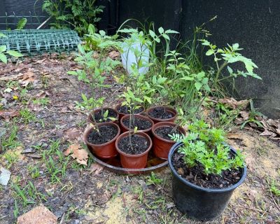 Better Bot Tomato plants