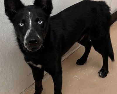 Ghost - Siberian Husky Mix Male Dog for Adoption