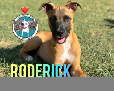 Roderick King Charming Boy - Shepherd Mix Male Puppy for Adoption