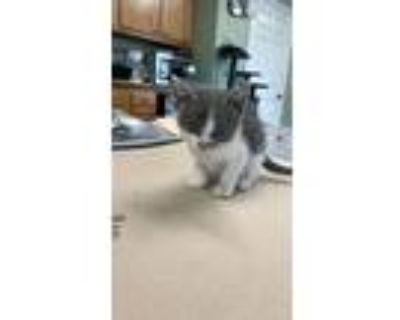 Clifford, American Shorthair For Adoption In Boonville, Missouri