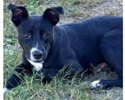 Cash (Chesterfield) - Labrador Retriever Mix Male Puppy for Adoption