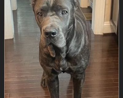 Wolf - Male Puppy Mastiff for Adoption