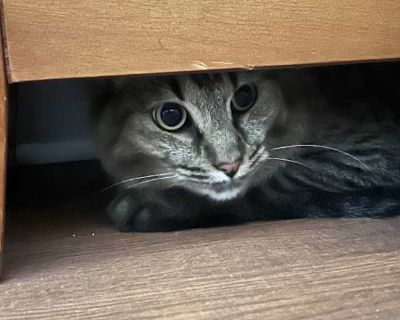 Stripes - Domestic Shorthair Male Cat for Adoption