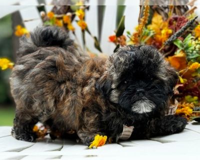 Braden - ShihPoo Male Puppy for Sale