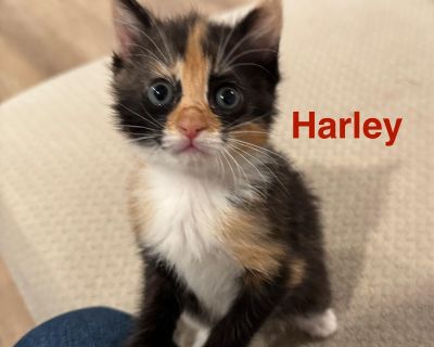 Born 8/18 Rescued and bottle fed by our foster Megan. Rescued from a junkyard, panting during the heat wave. Now happy, healthy, playful kittens.. Characteristics Affectionate, Athletic, Brave, Couch, Curious, Dignified, Playful, Loyal, Loves, Independent, Gentle, Funny, Friendly, Smart Coat length Medium House-trained Yes Health Vaccinations up to date, spayed / neutered.. Kitten Female Small