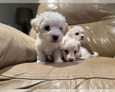 Milo - Maltipoo Male Puppy for Sale