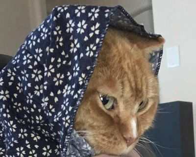 Meet Liesel The Sweetheart You ve Been Waiting For! Liesel is a gentle, affectionate 12-year-old beauty who s ready to share her heart (and her purrs) with a new forever family. She s the definition of a sweetheart loving, calm, and endlessly patient. This little girl gets along wonderfully with other cats and dogs, and she s incredibly tolerant and gentle with little kids. Liesel loves to be c...