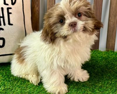 Meet Sam Your Adorable Shih Tzu Buddy! \n\nSam is a lovable little Shih Tzu with a big heart and a playful spirit. Always ready for cuddles and fun, he s the perfect mix of friendly energy and gentle affection. Known for their sweet nature and low-shedding coats, Shih Tzus like Sam make wonderful companions for families, singles, or anyone looking for a loyal, loving friend. Sam is excited to f...