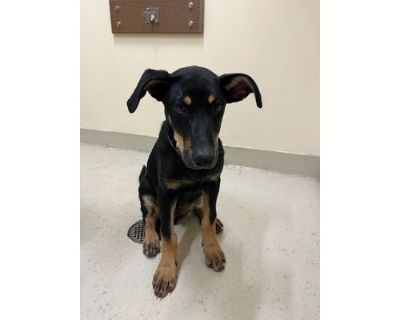 *DOBBY - Doberman Pinscher Male Puppy for Adoption