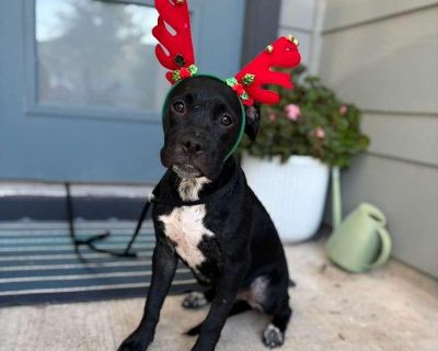 ***Please note, once completing the initial screen you will be connected with the placement for a video chat. Transports run every few weeks and we will have the dog on the next available transport once approved. If you are not able to accept a dog until a specific time period, please apply at that time*** We are a volunteer run rescue and donate our time to these dogs. IF you are not serious a...