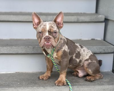 Batty - French Bulldog Male Puppy for Adoption