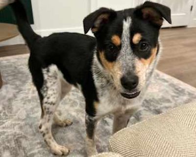 Hadley - Cattle Dog/Labrador Retriever Mix Male Puppy for Adoption