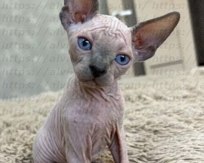 Canadian Sphynx
