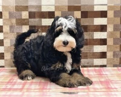15 Weeks Old * Size at Maturity: Small * Availability Date: 09/22/2025 * Shipping Area: Nationwide * Payment Method: Paypal, Credit Cards *. Nelson is a super cute and charming, Mini Bernedoodle puppy with a striking teddy bear face and gorgeous, fluffy coat, who is sure to grow up looking for adventure and will love everyone he meets! He should mature around 20 - 30 lbs and is looking for that...