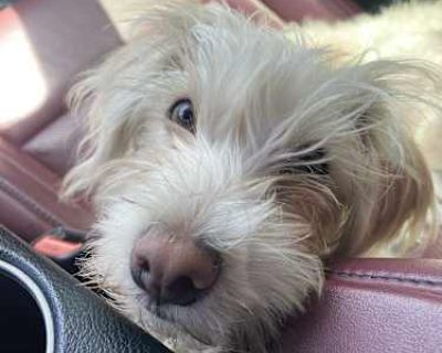 DOB 1\/16\/25: Scooby - Maltese/Poodle (Miniature) Mix Male Puppy for Adoption