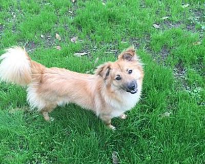 Trina - Sheltie, Shetland Sheepdog/Corgi Mix Female Dog for Adoption