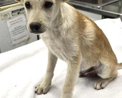 161501 - German Shepherd Dog Male Puppy for Adoption