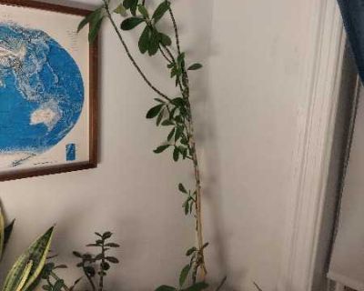 I have multiple plants available for free, because I got two new kittens and I can't keep them away from the plants. Also some plants need more light than my apartment provides: - a pot with 4 spider plants in it - a pot full of jade cuttings - a small aloe vera - a tall African milkbush plant. 57" high including the pot. It can be cut down easily. Available for pickup Tues-Fri before 2pm. In B...